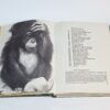 1960 The Wonder Book of Animals Ed. Burton Pub. Ward Lock - Image 4
