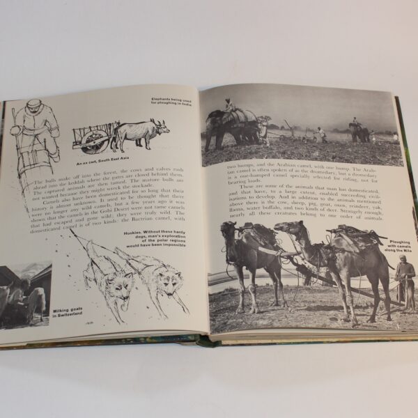 1960 The Wonder Book of Animals Ed. Burton Pub. Ward Lock - Image 6