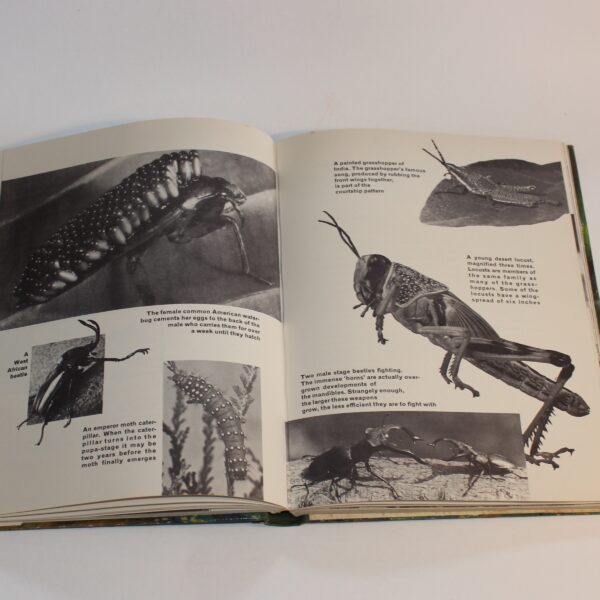 1960 The Wonder Book of Animals Ed. Burton Pub. Ward Lock