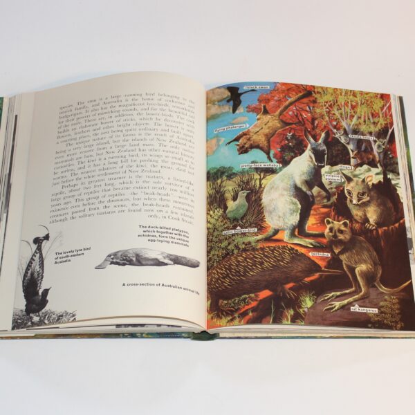 1960 The Wonder Book of Animals Ed. Burton Pub. Ward Lock - Image 8
